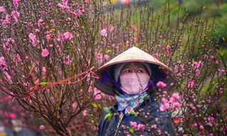 Chợ hoa Xuân sẽ trưng bày các loại cây, hoa, quả cảnh, sản phẩm thủ công mỹ nghệ và các sản phẩm phục vụ Tết Nguyên đán.