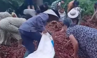 Hà Nội: Thực hư thông tin tranh nhau 'hôi vải' khi xe tải bị tai nạn giao thông