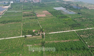 Màu xanh trở lại trên vùng bãi sông Hồng gần 2 tháng sau bão