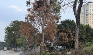 Hà Nội: Đề nghị Công an điều tra việc đốt rác dưới gốc cây xanh