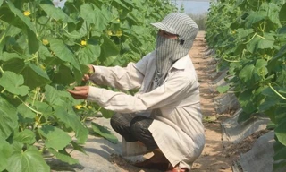 Hà Nội: Cho phép xây dựng công trình trên đất nông nghiệp để phục vụ sản xuất