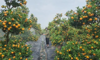 Các nhà vườn phun hóa chất chống sương cho quất