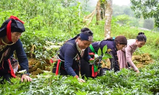 Tăng quyền năng kinh tế của phụ nữ dân tộc thiểu số để giảm nghèo bền vững