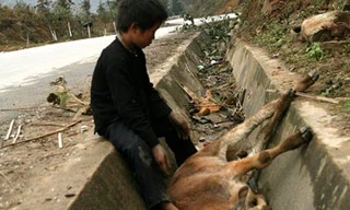 Sapa 1-2 độ C: Trâu bò chết hàng loạt