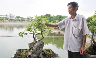 Ông Chương tỉa tót cho cây cảnh bên ao cá	