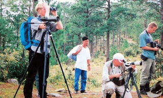 Ngắm chim trong rừng thông