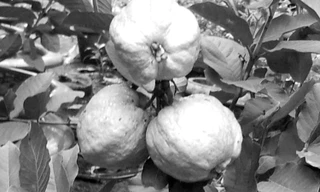 Trồng ổi trong chậu cho nhiều trái!