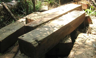 Gỗ lậu được phát hiện trong rừng đặc dụng Bà Nà - Núi Chúa