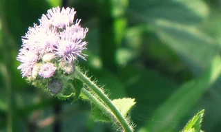 Hoa Ngũ Sắc - một trong những thảo dược chữa viêm xoang hiệu quả