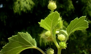 Thương Nhĩ Tử- dược liệu nên dùng cho mũi khi thay đổi thời tiết