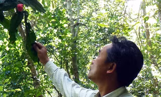 ThS Dũng khảo sát trà mi trong rừng
