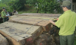 Gỗ tang vật được tạm giữ tại Hạt Kiểm lâm Dốc Kiền (Đông Giang). Ảnh: CTV