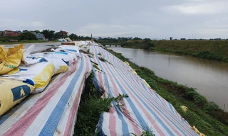 Một số đoạn thuộc đê Lâm Hạc (xã Cao Xá, huyện Lâm Thao) bị sụt sâu vào thân.