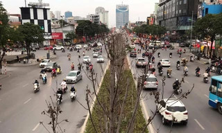 Sau 3 năm hàng phong trồng tại Hà Nội lá vẫn chưa đỏ