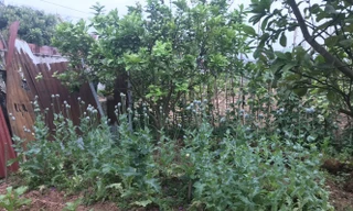 việc một số hộ dân lén lút trồng cây thuốc phiện (cây anh túc) có xử lý hình sự.