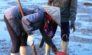 Đào sá sùng trên cát