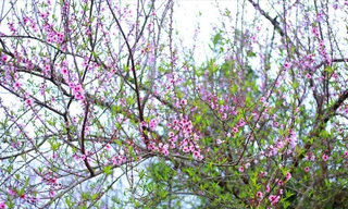 UBND huyện Vân Hồ đã xây dựng mẫu tem xác định nguồn gốc đào trồng của người dân - Ảnh: internet