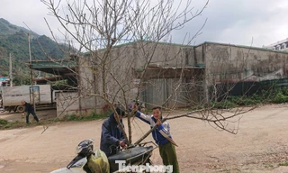 Sẽ dán tem cho đào về xuôi chơi Tết. Ảnh chụp tại Mộc Châu (Sơn La) cuối năm 2019.