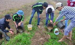 Hàng tấn thuốc diệt chuột cấm lưu hành đang được sử dụng ở TP Thanh Hóa