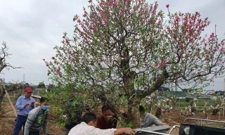 Làng đào, quất Hà Nội tất bật chuẩn bị vụ mới