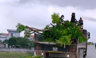 Số cây lâu năm được một người dân trồng xâm phạm đê sông Đáy đã được di dời