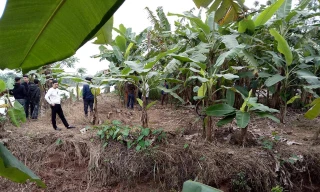 Khu vực vườn chuối ven sông Hoá, nơi phát hiện 3 thi thể trôi trên sông - Ảnh: Khánh Linh