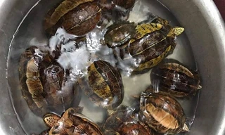 Tang vật vụ án.