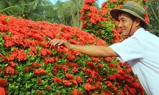 Vườn kiểng gà quý chục tỷ của lão nghệ nhân miền Tây 