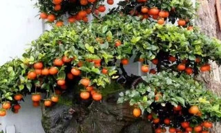 Gần 900 triệu đồng một cây hồng đá cổ thụ chơi Tết