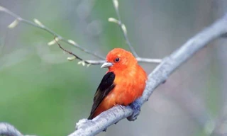 Mê mẩn những loài chim tuyệt đẹp với bộ lông rực rỡ sắc màu