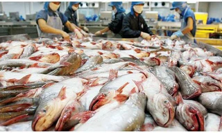 Cổ phiếu 'vua cá tra' Hùng Vương bị đưa vào diện kiểm soát