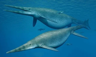 Ngư long cổ đại là một trong những sinh vật lớn nhất từng tồn tại