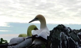 Ngắm chim ó biển si tình chim bằng bê tông 3 năm và chết luôn ở đó