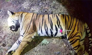 Con hổ cái T-1 bị kết liễu bởi thợ săn chuyên nghiệp cuối tuần trước sau cuộc săn lùng kéo dài hai năm với bốn lần thoát khỏi bẫy (ảnh AFP)