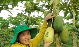 Trái cây miền Tây in chữ 'Phúc - Lộc - Thọ' đắt hàng trước Tết