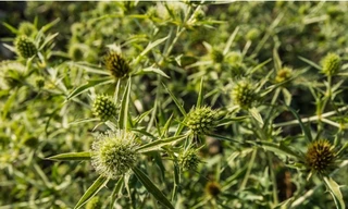 Huyền thoại cúc lục lăng