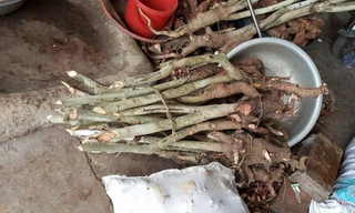 Người dân tìm gốc trà hoa vàng quý hiếm bán cho lái buôn.