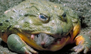 10 sinh vật nuốt chửng con mồi chỉ bằng một cú đớp