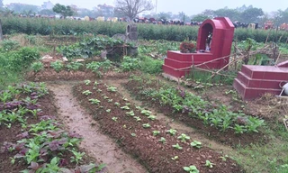Hà Nội: Rau ở nghĩa địa xanh tốt không cần chăm bón