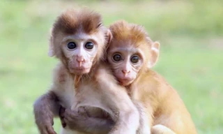 Rớt nước mắt cảnh hai khỉ con mồ côi ôm chặt nhau không rời