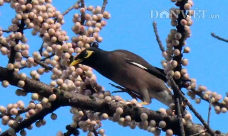 Lạ kỳ cây sộp cổ thụ trổ lộc trắng cành đúng năm mới 2018 