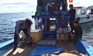 Cán bộ Ban quản lý khu bảo tồn biển đảo Cồn Cỏ phát hiện con vích nặng 15kg trên tàu ngư dân chiều 26/6.