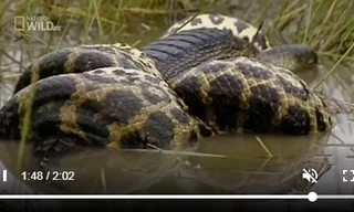 Mải săn chuột nước, cá sấu ‘khủng’ chết thảm khi quyết đấu trăn Nam Mỹ