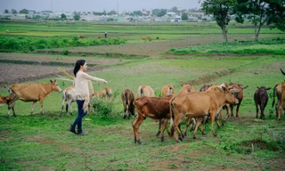 Bất ngờ khi Á hậu Thanh Tú đi chăn bò 