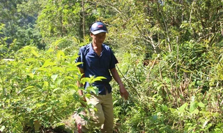 Chuyện về một cựu lâm tặc trở thành người... gác rừng