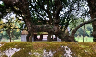 Ngắm vẻ đẹp huyền bí, cổ kính của ngôi chùa ngàn tuổi Bổ Đà