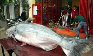 Những 'thủy quái khổng lồ' từng bị bắt ở sông Mê Kông đưa về Việt Nam