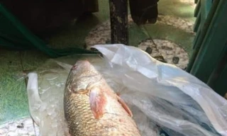 Con cá "lạ" nghi sủ vàng, nặng 5kg. Ảnh: Dân Việt