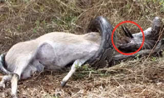 Ham ăn, trăn khổng lồ bị sừng linh dương đâm xuyên họng