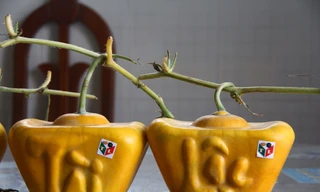 3,5 triệu đồng một trái dưa hấu thỏi vàng chưng Tết